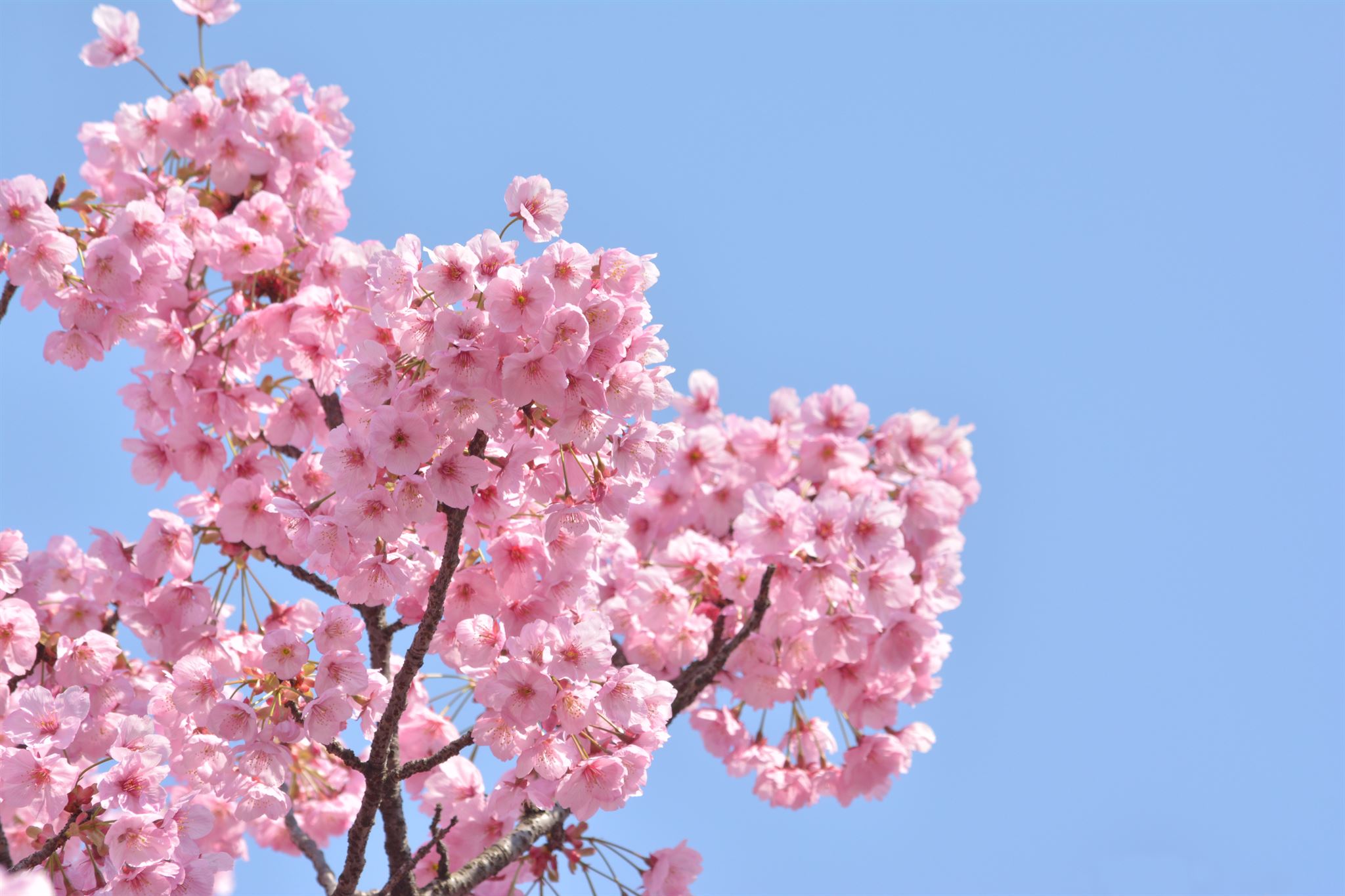 Cherry blossoms in Tokyo